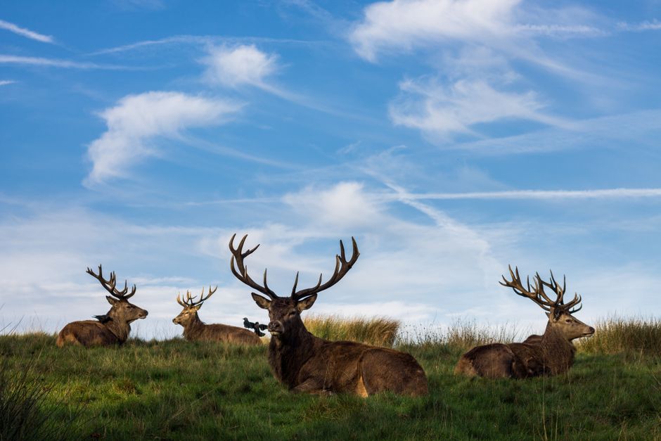 A group of four large red deer stags resting on a grassy hillside under a blue sky with wispy white clouds. The central stag has prominent, branched antlers and is lying down, facing forward. To its l