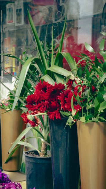A vibrant floral arrangement featuring a cluster of deep red flowers, likely Gerbera daisies, set in a tall, dark blue vase. The bouquet is complemented by lush green foliage with broad, glossy leaves